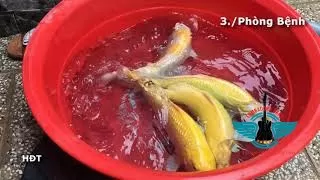 Hướng dẫn nuôi cá koi - Những bí quyết và kinh nghiệm cần biết