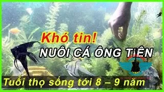 Hướng dẫn nuôi cá thần tiên: Tạo điểm nhấn cho hồ cá của bạn