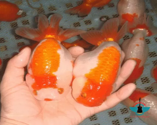 Hướng dẫn cách nuôi cá ranchu mau lớn
